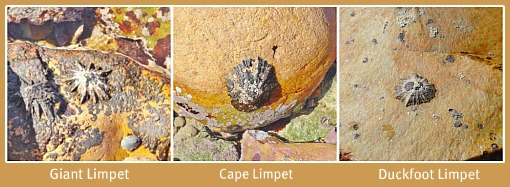 3 Different Limpets 3 Different Limpets