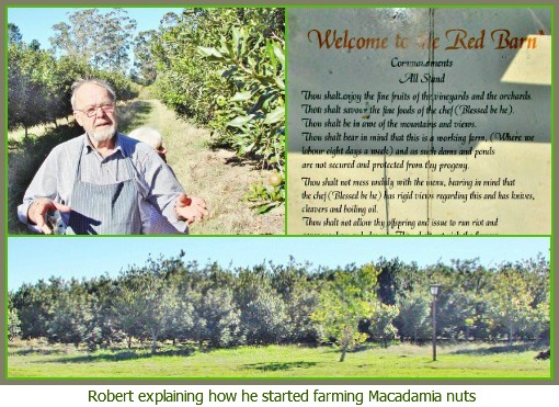 macadamia nut tree macadamia nut tree