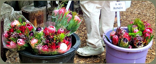 Bunches of Proteas in buckets of Water. Bunches of Proteas in buckets of Water.