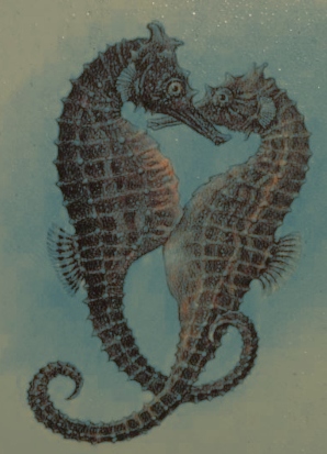 Female Seahorse depositing eggs in the Male's Pouch Female Seahorse depositing eggs in the Male's Pouch