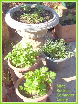 Growing rocket, mint, celery and coriander in pots. Growing rocket, mint, celery and coriander in pots.