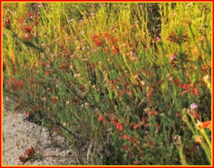 Cape Molerat Trail fynbos