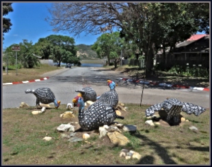 Mosaic Guineafowl at Sedgefield's central circle done by Masithandane