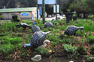 Revive Sedgefield beautifying the circle.jpg