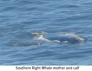 whale and calf whale and calf