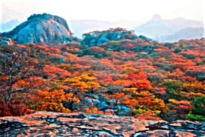 Msasa flowers in bloom among the kopjes