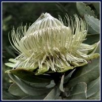 Garden Route wild-flowers