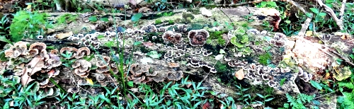 Forest fungi Forest fungi