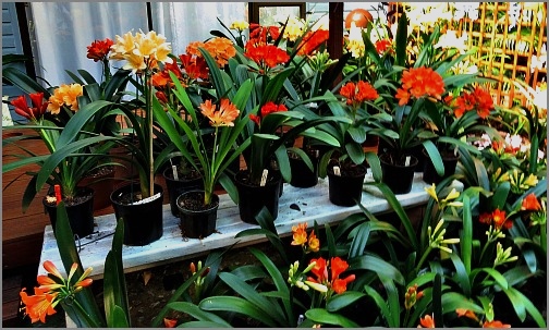 Indoor Shelves of potted clivias Indoor Shelves of potted clivias