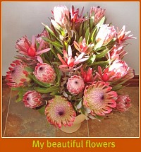 A bunch of beautiful proteas from the farm