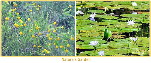 wild flowers & water-lilies wild flowers & water-lilies