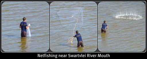 A young man net fishing near the Swartvlei River mouth. A young man net fishing near the Swartvlei River mouth.