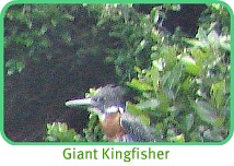 Giant Kingfisher Giant Kingfisher
