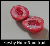 Carissa macrocarpa fruit Carissa macrocarpa fruit