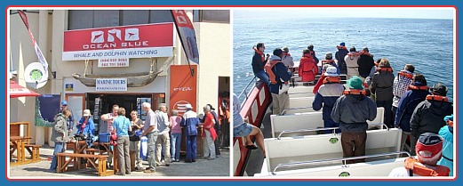 whale watching operators whale watching operators