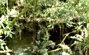 Old gold diggings at Jubilee Creek Old gold diggings at Jubilee Creek