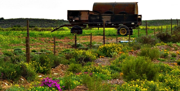 Old Water Bowser alone among the flowers Old Water Bowser alone among the flowers