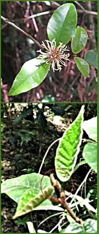 Onderbos flower and leaf Onderbos flower and leaf