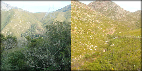 View of Outeniquas from the OPV