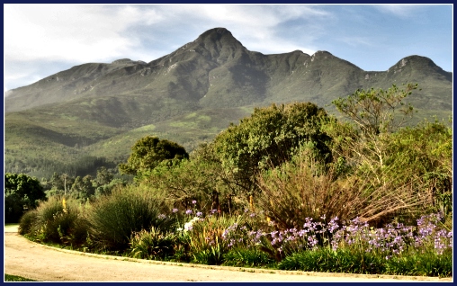 The Outeniqua Mts. from the George Botanical Gardens