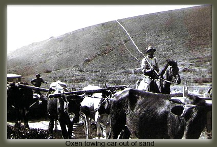 Oxen towing vehicle Oxen towing vehicle