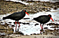 Pair of African Black Oystercatchers