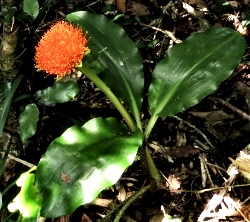 Paintbrush Lily Paintbrush Lily
