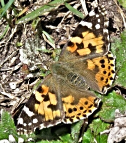 Painted Lady