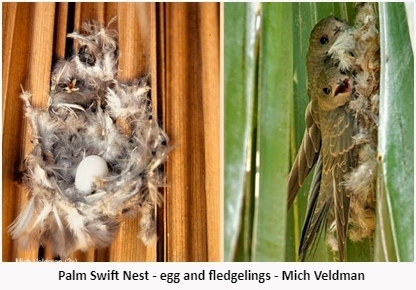 Palm swifts