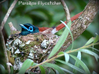 Paradise flycatcher