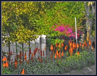 Pavement Aloes in flower