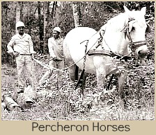 Percherons in the Indigenous forest