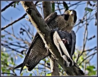 Peregrine Falcon hight in a Gum Tree with a Red-eyed Dove