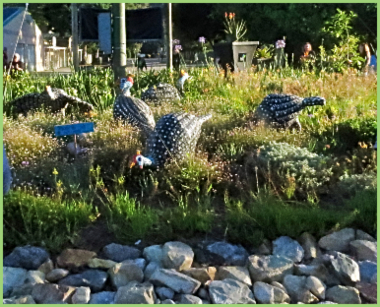 The gardenhideawayforguineafowl