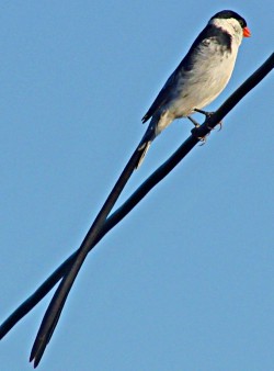 Pin-tailed Wydah
