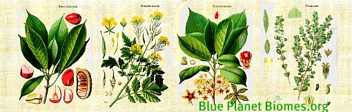 Plant Kingdom Plant Kingdom