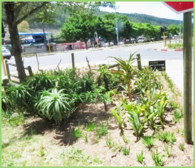 Planting at the Traffic Lights