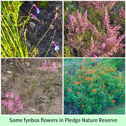 Fynbos in Pledge Nature Reserve