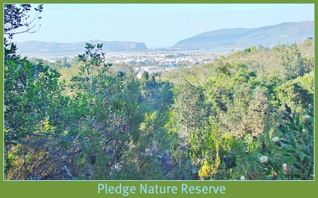 View of Knysna from Pledge Nature Reserve