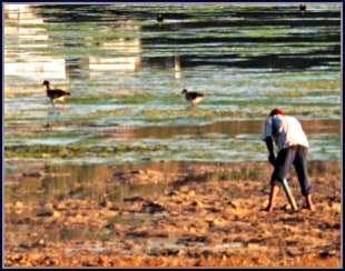 Fisherman pumping for prawns on the edge of Swartvlei Lagoon.