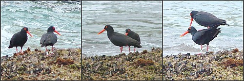 Endemic African Black Oystercatchers on the rocks at Gerickers Point