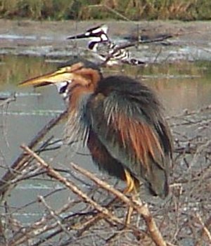 Purple Heron and Pied Kingfisher
