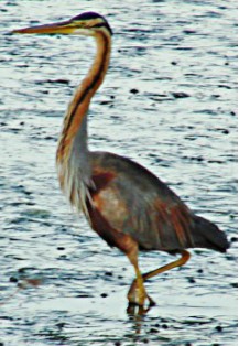 Purple Heron