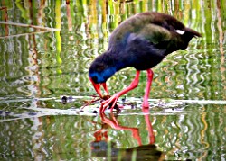 Purple Swamphen (formerly Purple Gallinule)