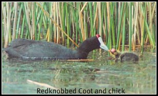 Redknobbed Coot feeding her chick Redknobbed Coot feeding her chick