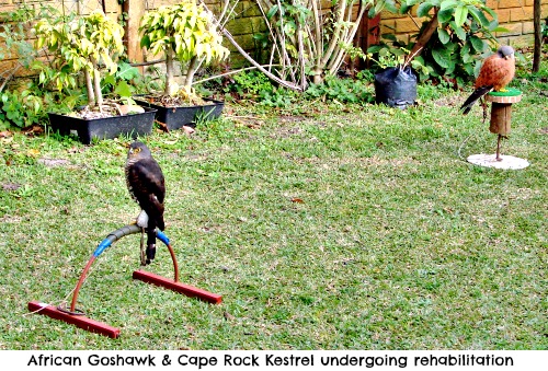 African Goshawk & Cape Rock Kestrel African Goshawk & Cape Rock Kestrel