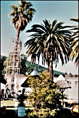 Palm trees being removed to restructure the garden