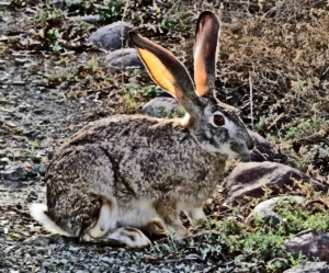 Endangered Riverine Rabbit Endangered Riverine Rabbit