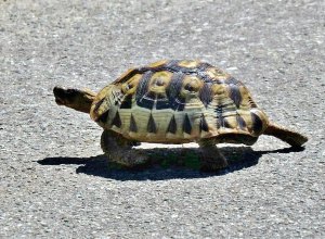 Tortoise crossing the road