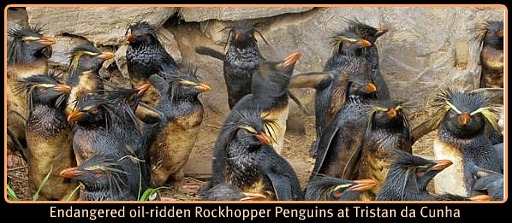 Rockhopper Penquins Rockhopper Penquins